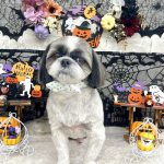 シーズー　しらすくん