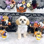 初めてご来店　ペキプー　ルイくん　PV動画あり