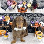 ダックスフンド　ココアくん