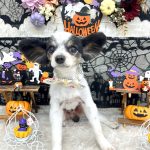 パピヨン　イブくん