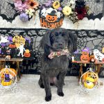 ヨーキー＆プードル　ルナちゃん