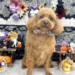 トイプードル　チョビくん　炭酸入浴