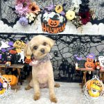 マルプー　つくねくん