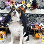 キャバリア　ぱむちゃん