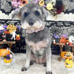 ミニュチュアシュナウザー　うめちゃん