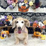 ダックスフンド　サクラちゃん