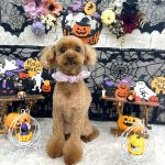 トイプードル　チコちゃん