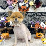 初めてご来店　ポメラニアン　クリ坊くん　PV動画あり