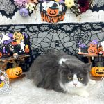 ねこ　スコティッシュフォールド　いちごくん