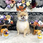 ポメラニアン　テリーくん