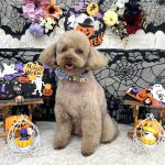 トイプードル　ライトくん　シルクパック