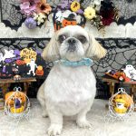 シーズーｘペキニーズ　　テヤンくん　泥パック