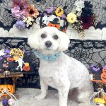 マルプー　コムギくん