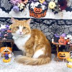 ねこ　ノルウェージャンフォレストキャット　ガブくん