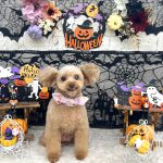 トイプードル　てんてんちゃん