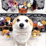 コーギーｘチワワ　もねちゃん　シルクパック