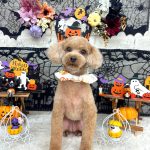 トイプードル　くなちゃん　シルクパック
