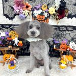 トイプードル　ジロウくん