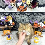 ねこ　マンチカン　モカちゃん