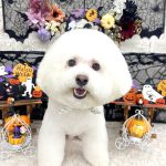 ビションフリーゼ　ラデュレくん