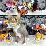 ねこ　ノルウェージャンフォレスト　みゅうくん