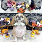 シーズー犬　陸くん　シルクパック　炭酸泉入浴