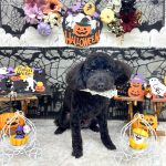 トイプードル　とわくん