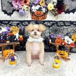 ポメプー　ニーナちゃん