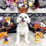 チワワｘマルチーズ　ポルンくん