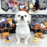 ペキチワ　リキくん