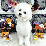 ビションフリーゼ　わさびくん