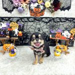 チワワ　潮音（シオン）ちゃん