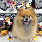 ポメラニアン　コロンちゃん