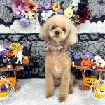 トイプードル　らむちゃん