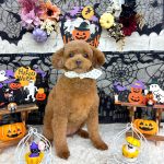 トイプードル　めいちゃん