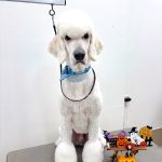 ドゥ―ドゥル　Teddy（テディ）くん　リーゼントヘアー