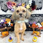 プードルｘシーズー　ぽちくん