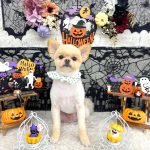 ポメラニアン　豆継くん