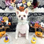 ポメラニアン　こまめくん