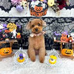 トイプードル　絆愛音(りあん)ちゃん　シルクパック　炭酸泉入浴