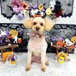 トイプードル　モコちゃん