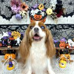 キャバリア　クレアちゃん