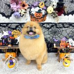 ポメラニアン　天くん