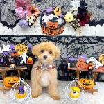 初めてご来店　マルプー　ビブちゃん　PV動画あり