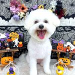 ビションフリーゼ　こはくくん