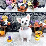 ポメｘプードル　はなちゃん　泥パック