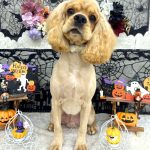 アメリカンコッカースパニエル　れおんくん