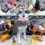 ミニュチュアシュナウザー　エマちゃん