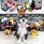 あんちゃん　泥パック