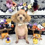 トイプードル　シェリーくん